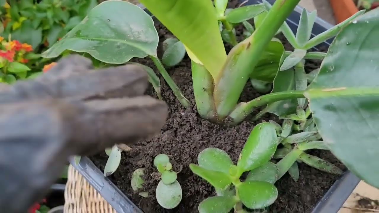 Weißer Paradiesvogelbaum ,ve saksı degiṣi mi?  Köklenen diger çiçekler 