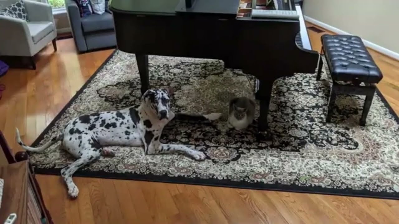 Duke the Dane Chooses between Steinway, Yamaha, and Kawai Pianos