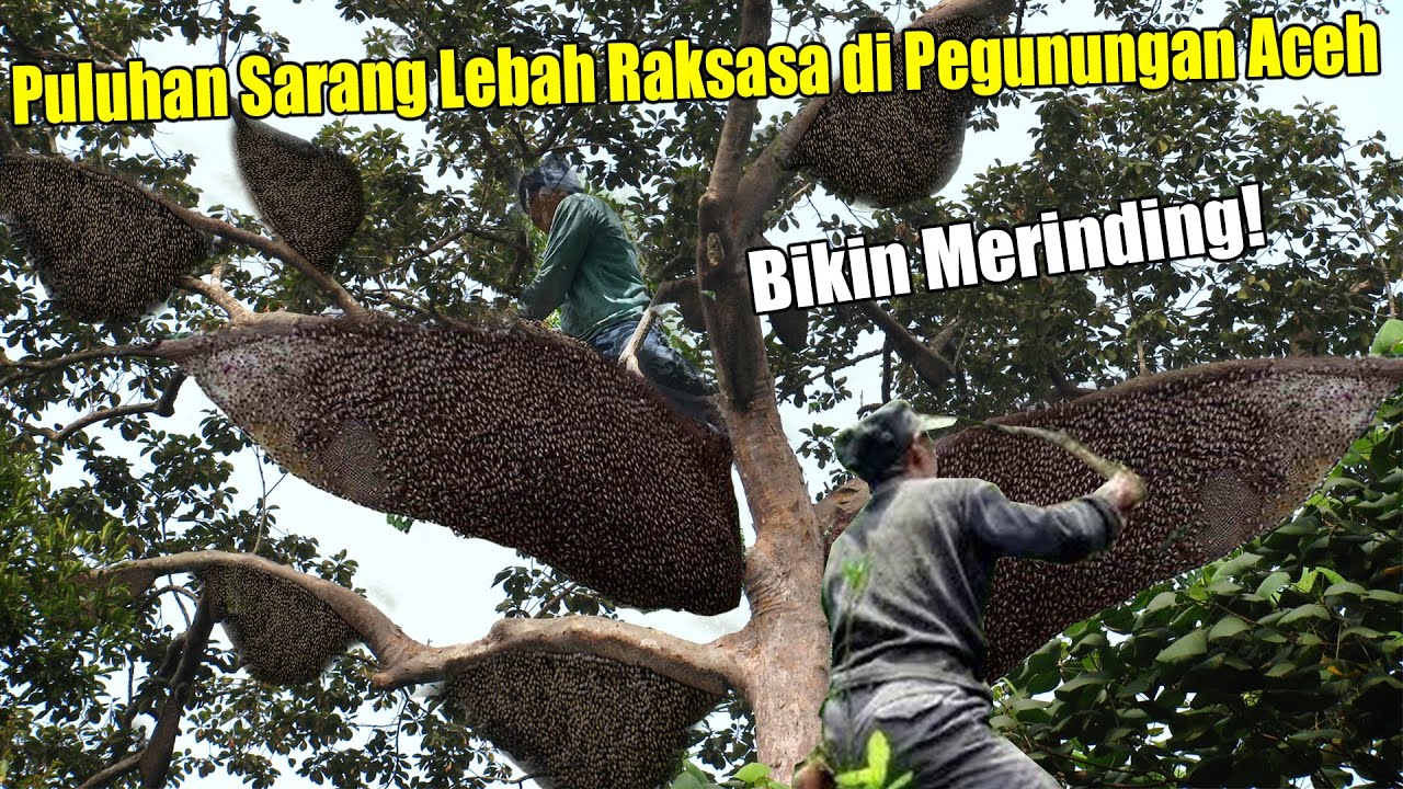 Bikin Merinding! Puluhan Sarang Lebah Raksasa Tergantung di Pohon Tertinggi di Pegunungan Aceh