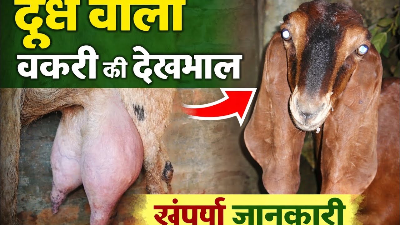Bakri me Nazla aur Thano ki Bimari: Puri Jankari 