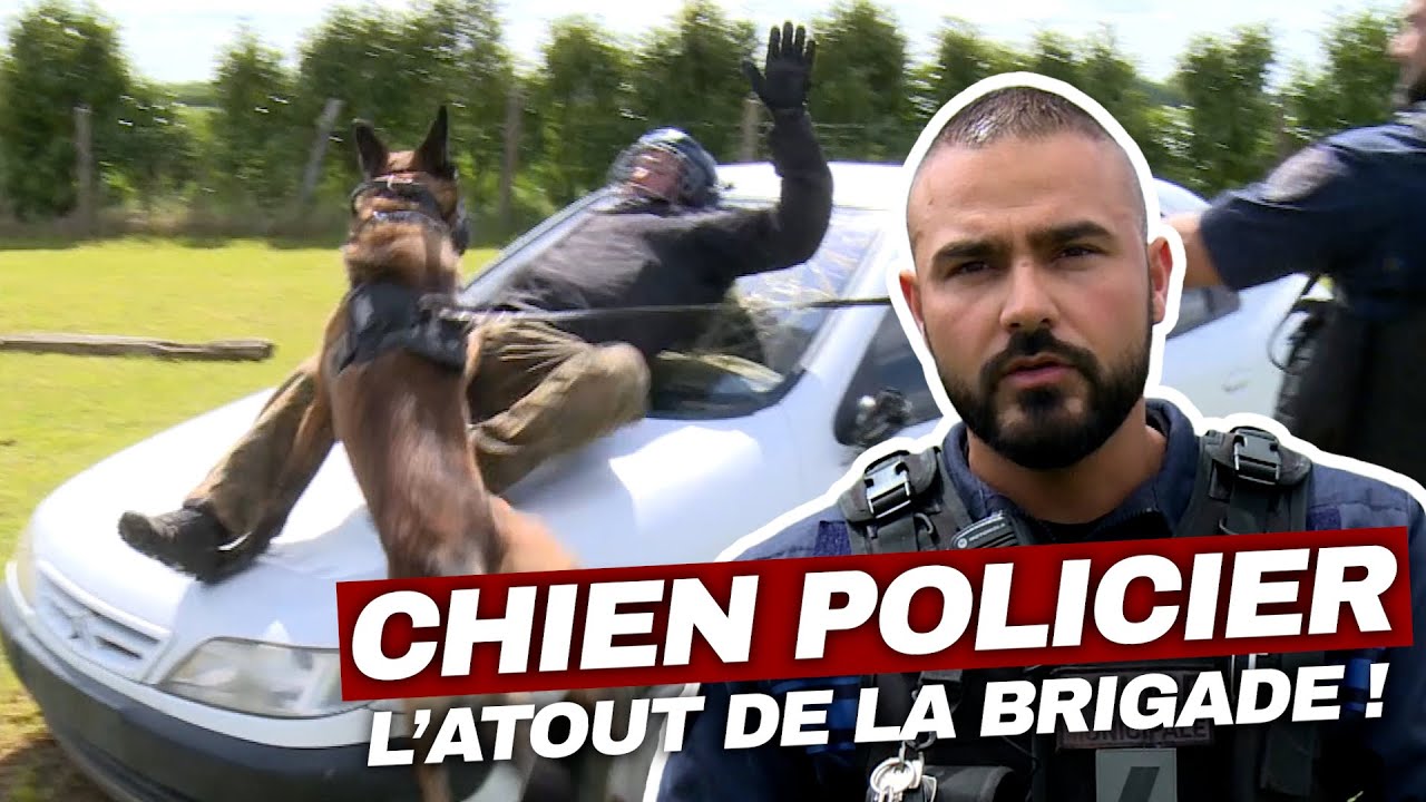 Chiens policiers : au cœur de l'offensive | Enquête Choc