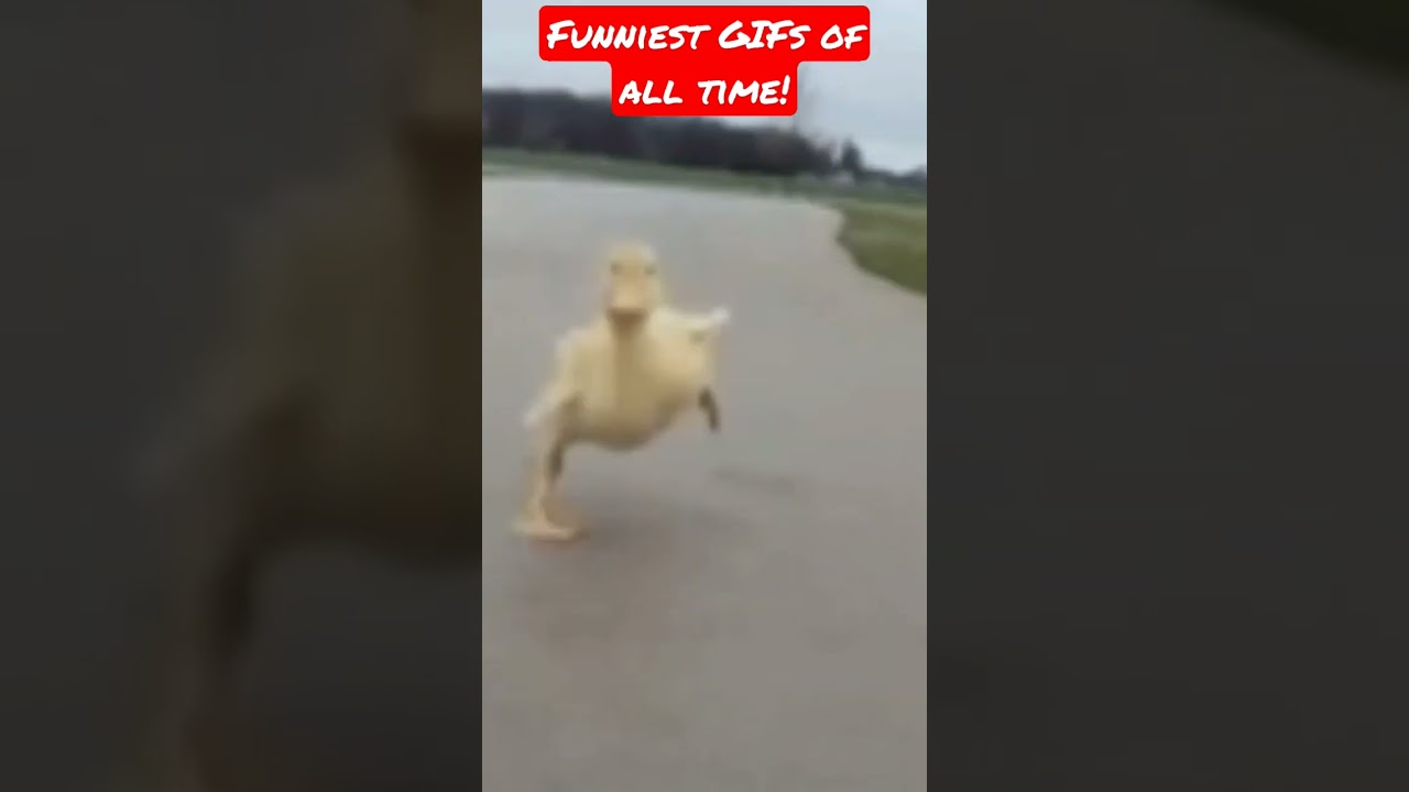 Funniest GIFs of all time!#animals#funny#GIFs#shorts