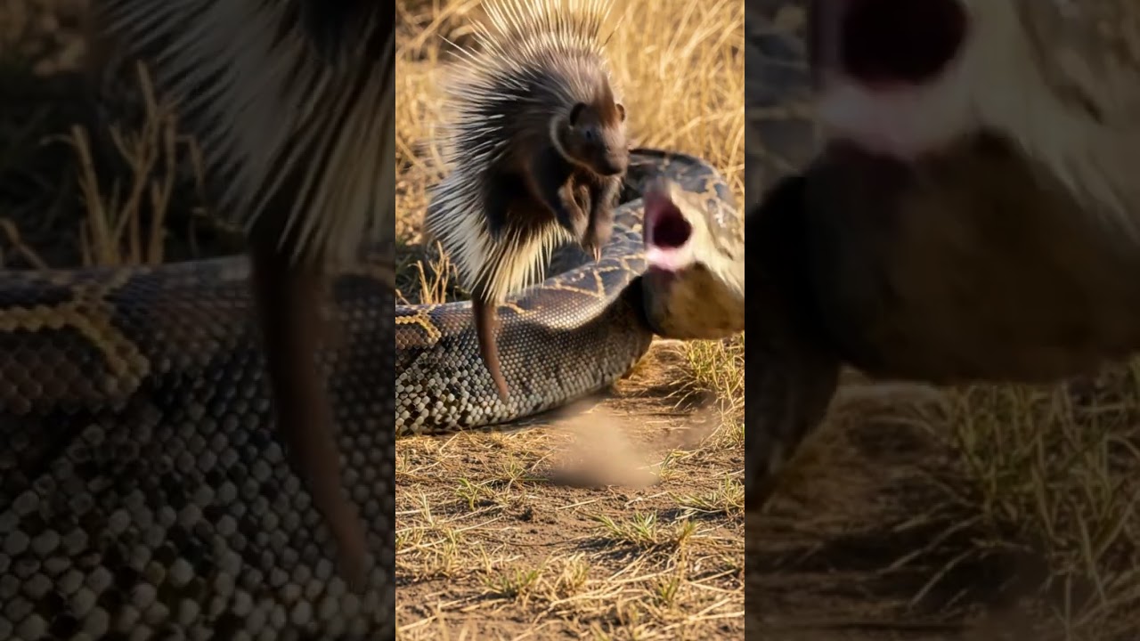 Will the snake successfully catch the porcupine? 🐍🦔❓ Porcupine’s Chance to Escape!