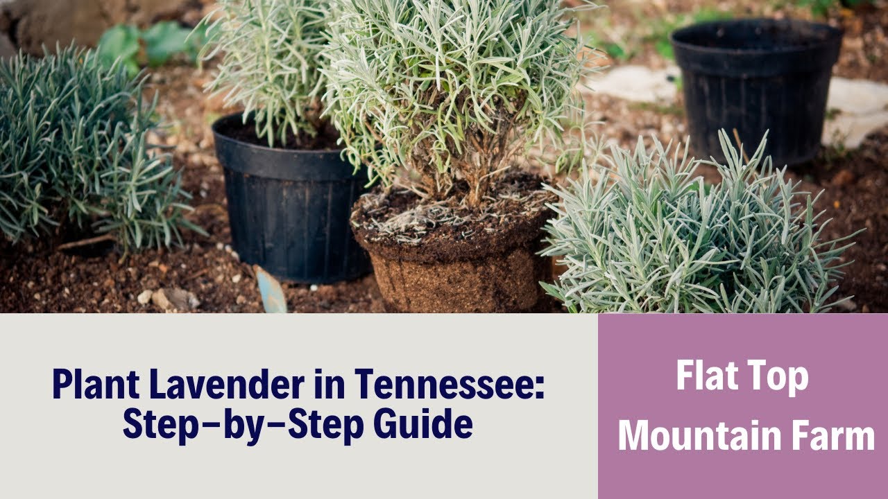 Tennessee Lavender Planting Guide: Tips and Tricks