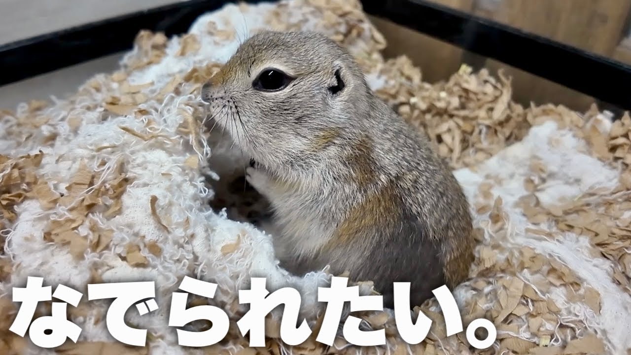 リスを撫でまくる生活は最高なんです