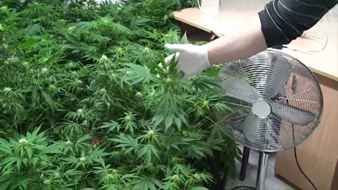 Trzeszczany - 100 krzaków marihuany, nielegalna uprawa zlikwidowana