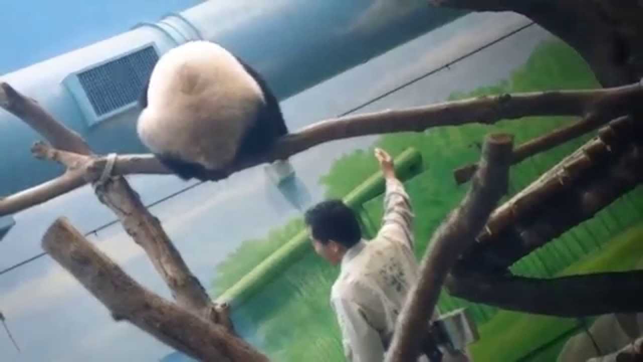 2015-07-25 圓仔滑梯Giant Panda Yuanzai slide down to get apple slice