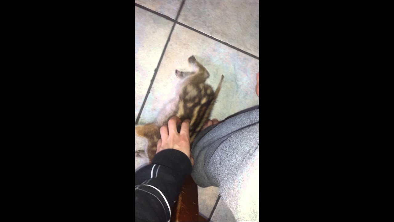 Cinghialetto che ama i massaggi 😆❤