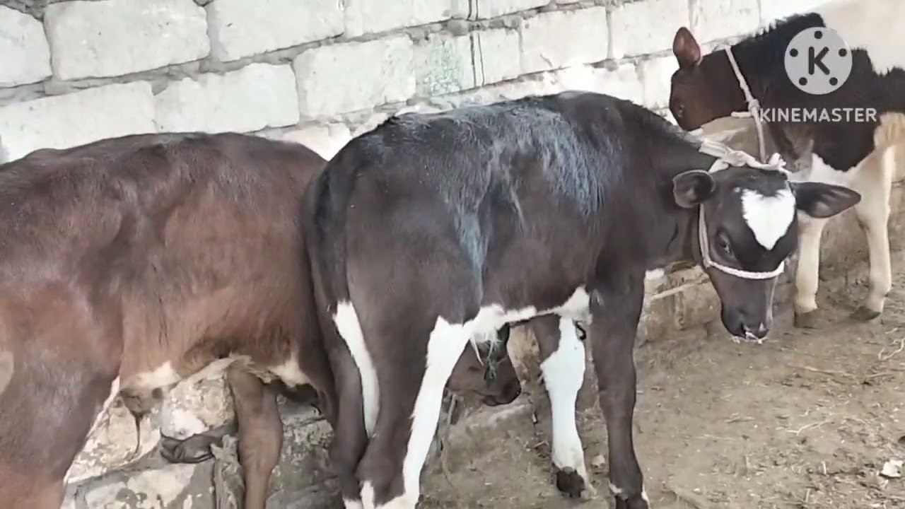 عجول بقر خليط عالي أعلي نسبه تحويل 