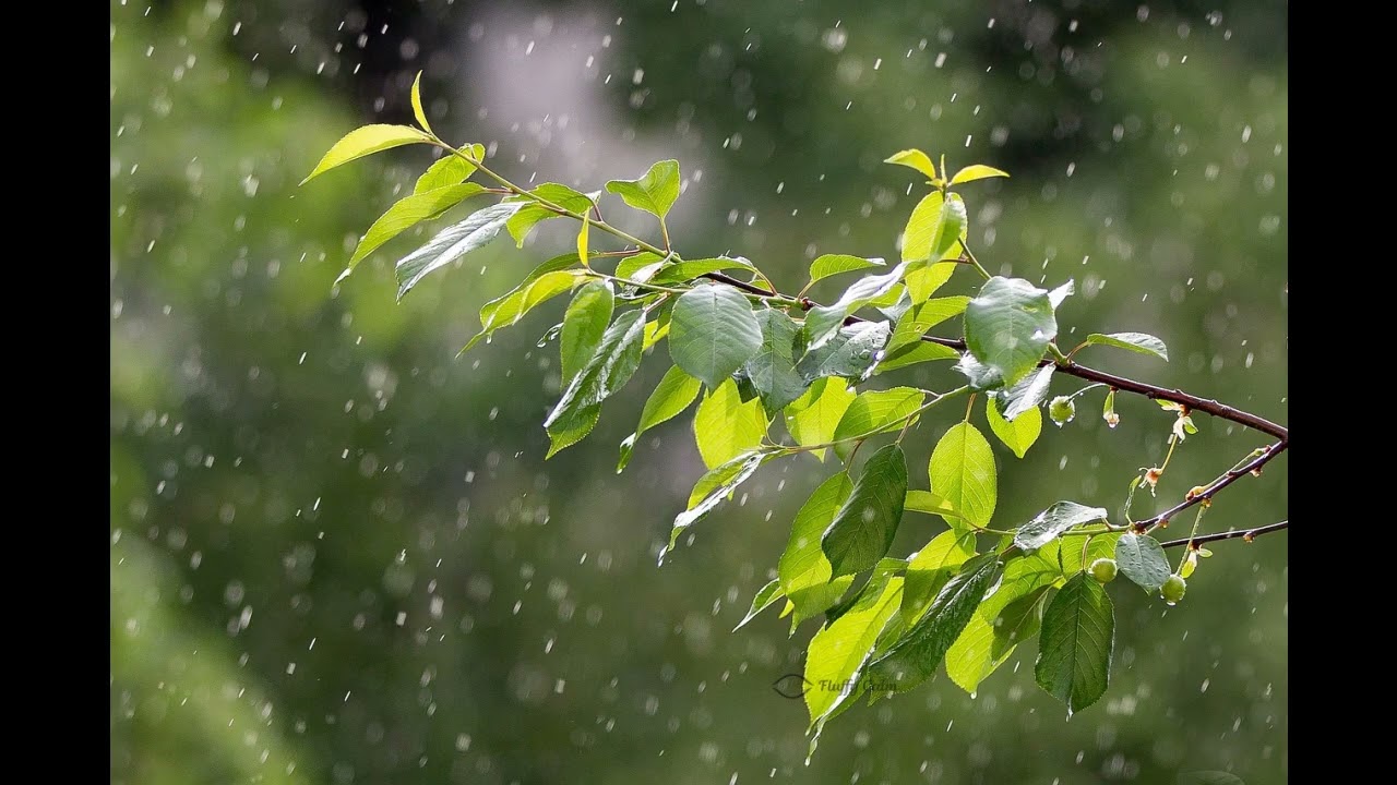 Meditación Guiada - Respira y Suelta con la LLuvia
