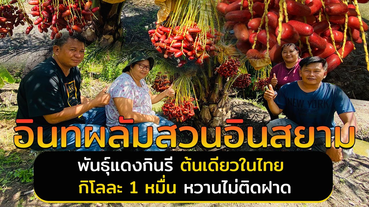 รายงานพิเศษ : อินทผลัมสวนอินสยาม พันธุ์แดงกินรีต้นเดียวในไทย กิโลละ 1 หมื่น หวานไม่ติดฝาด