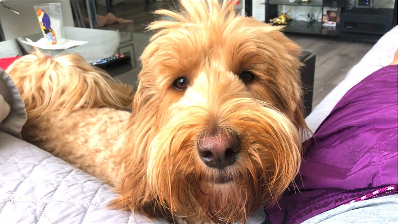 Labradoodle Tantrum #9