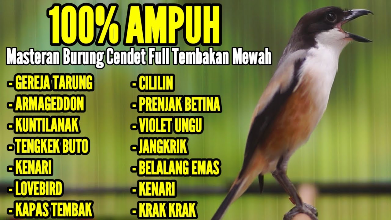 KICAUAN BURUNG CENDET MATERI MEWAH COCOK BUAT MASTERAN CENDET ANDA