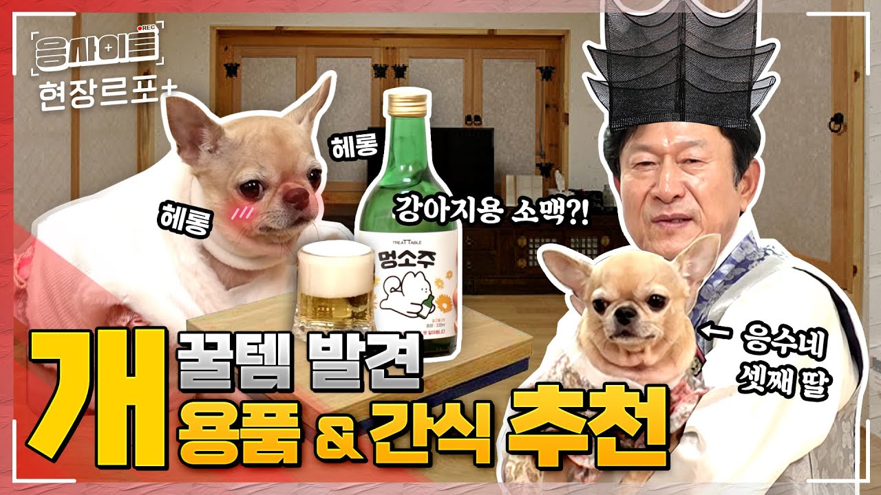 새해 복 개 🐶 많이 받개 | 강아지 용품 리뷰 | 응사이트 ep.8