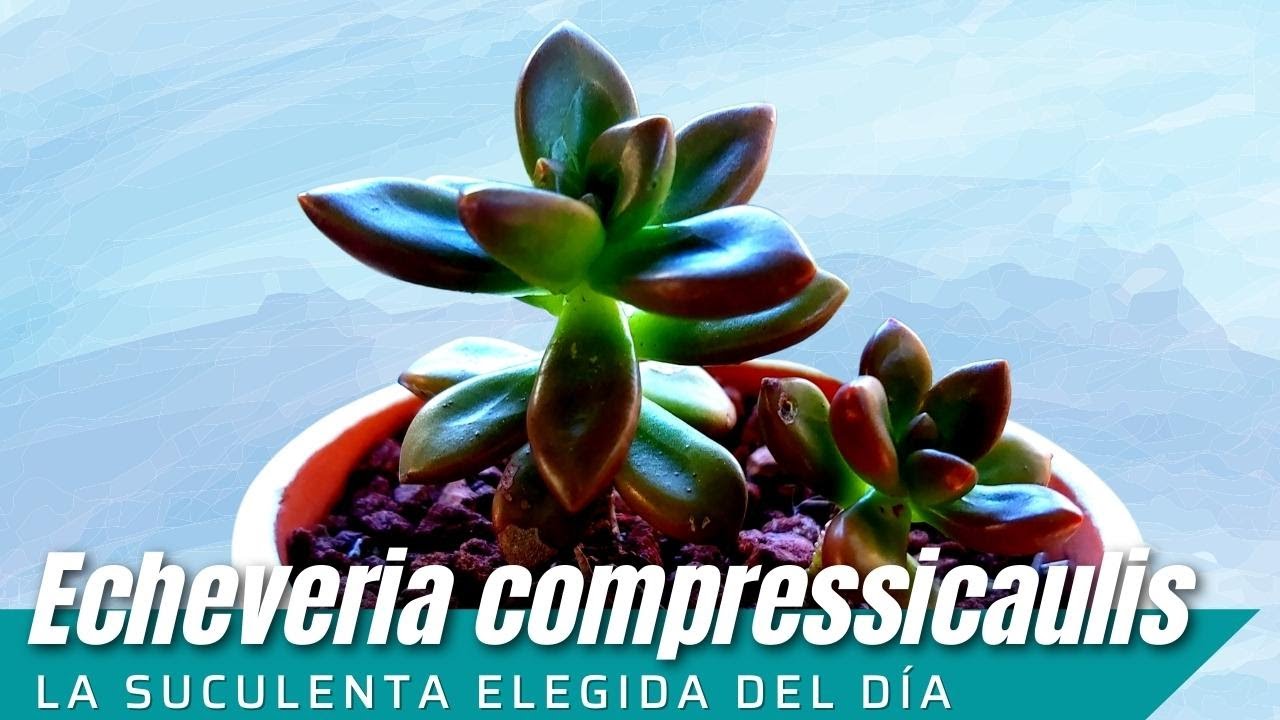 Echeveria compressicaulis #LaSuculentaElegidadelDía