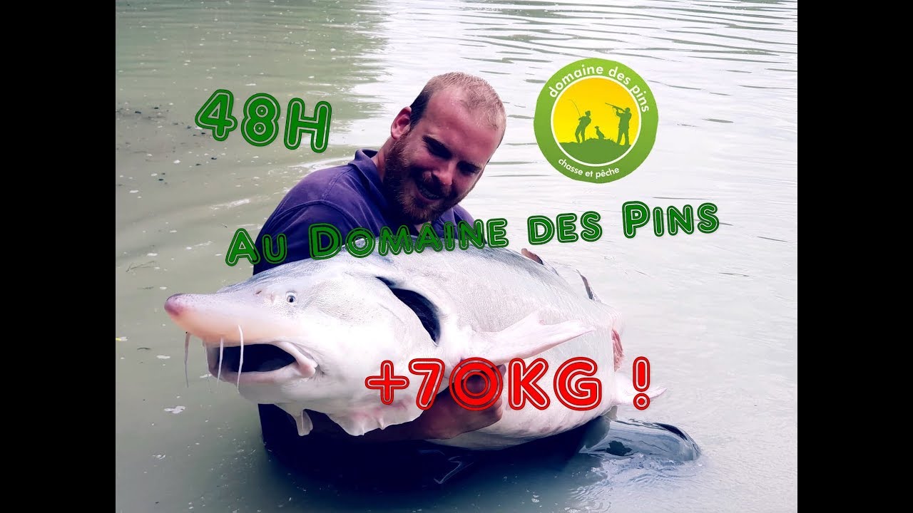 Pêche de l'esturgeon au Domaine des Pins, Record +70Kg ! #Fishing_Trail