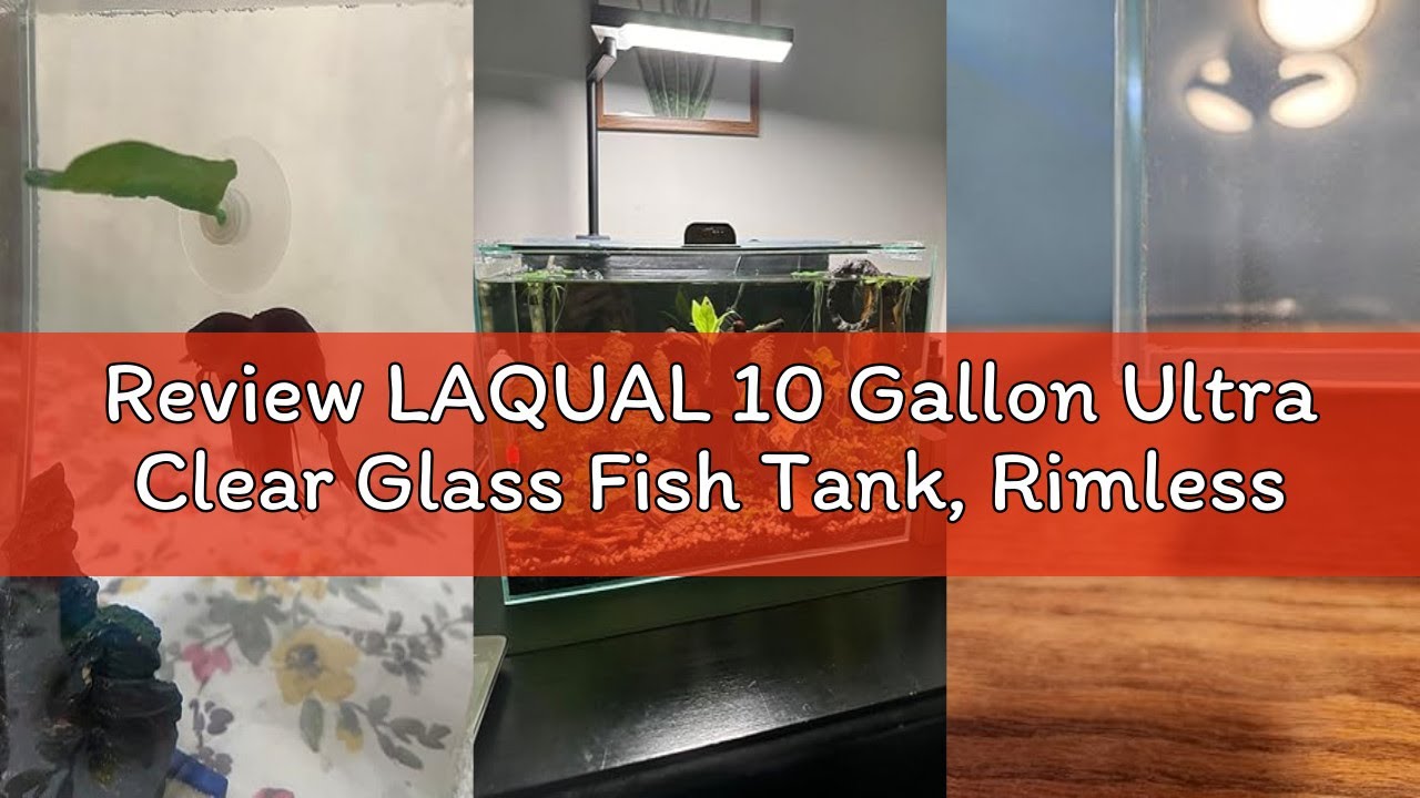 Review LAQUAL 10 Gallon Ultra Clear Glass Fish Tank, Rimless Low Iron Aquarium for Betta/Nano/Goldfi