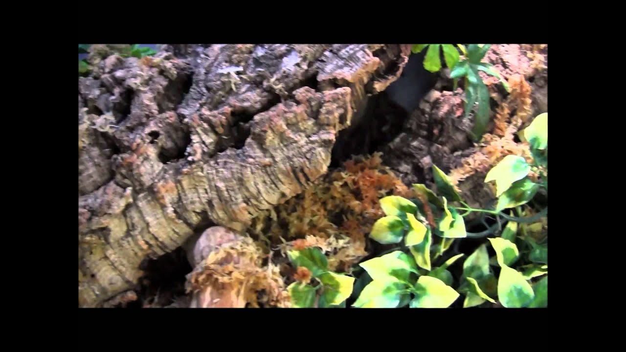 Green Iguana Set Up and Info