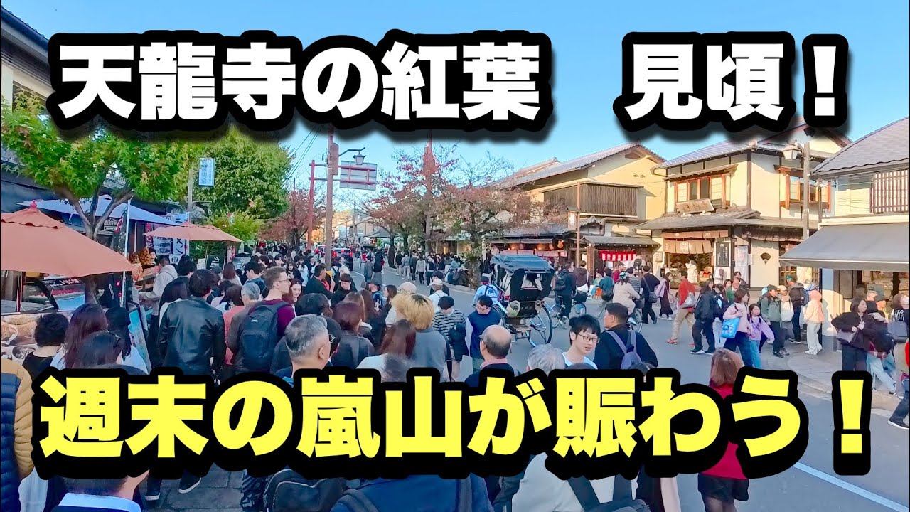 【4K】2025年11月16日（日）【京都速報】嵐山・天龍寺の紅葉が見頃に！週末は観光客でかなり活気あり