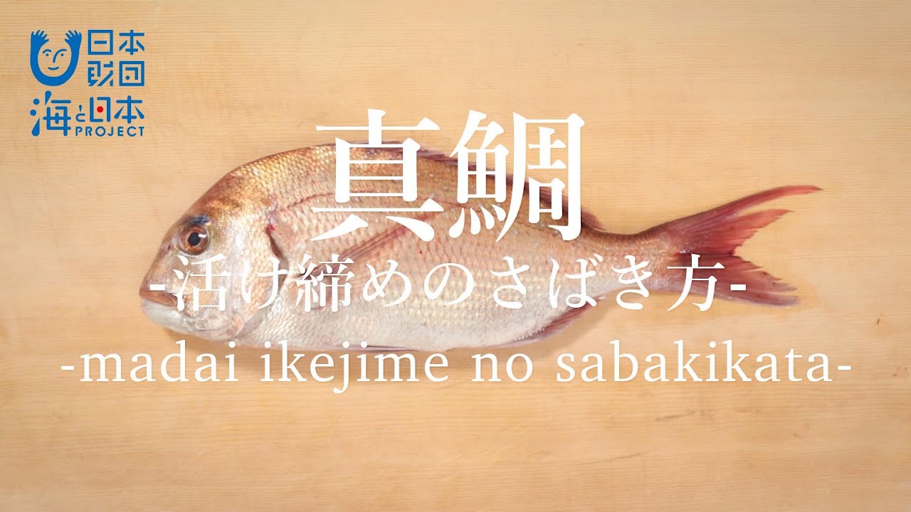 真鯛（まだい）のさばき方：活け締め - How to filet Red Sea Bream ver.Ikejime -｜日本さばけるプロジェクト（海と日本プロジェクト）