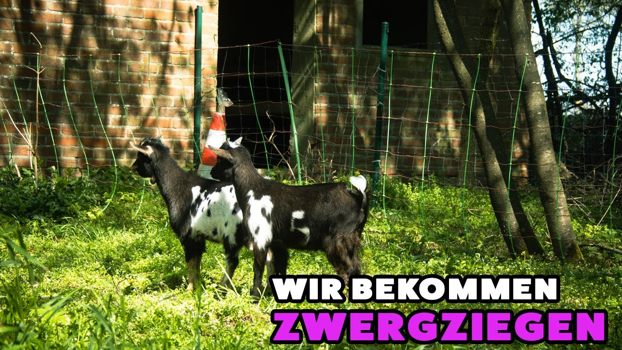 Wir bekommen Zwergziegen