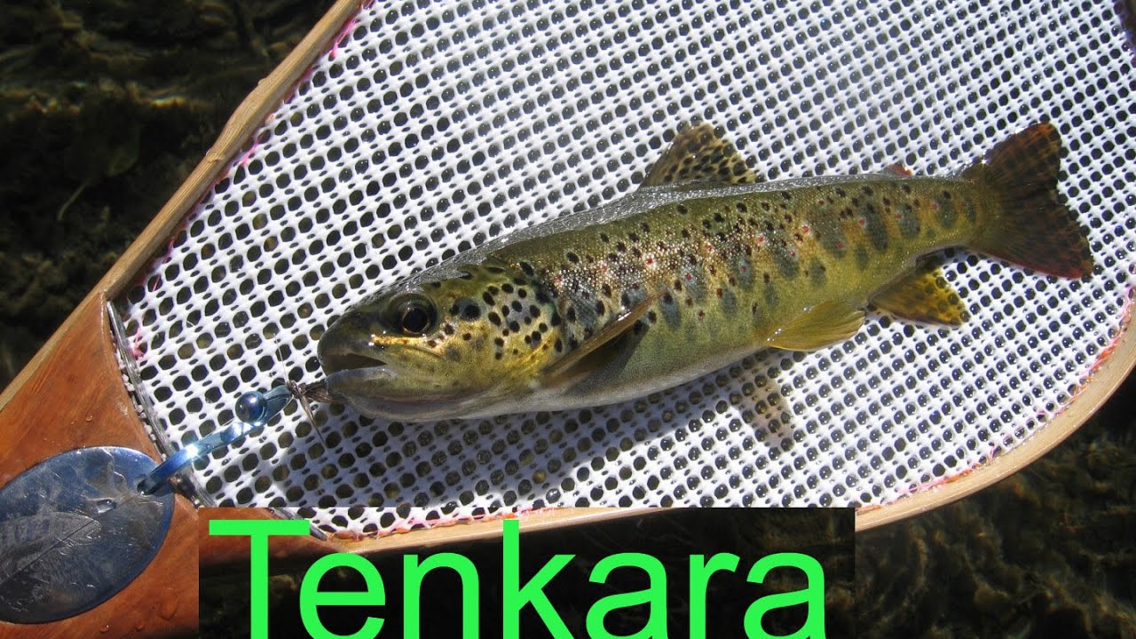 Tenkara en Vercors : Fermeture 2016. Tenkara fishing on a mountain stream . Vercors- France