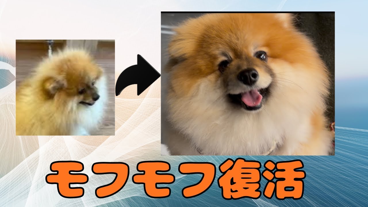 この子がこうなりました「トリミング」