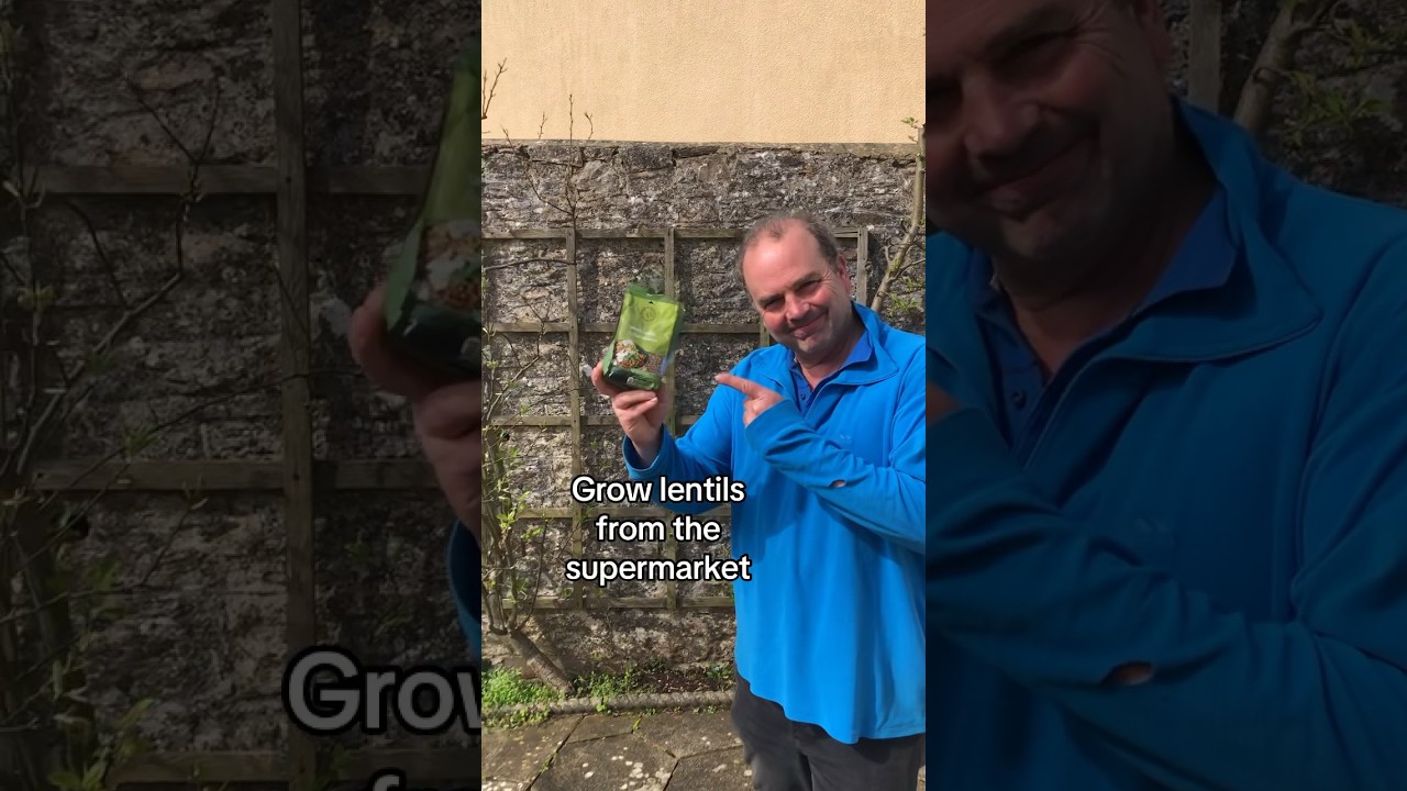 Grow lentils from the supermarket #growyourown #growyourgroceries
