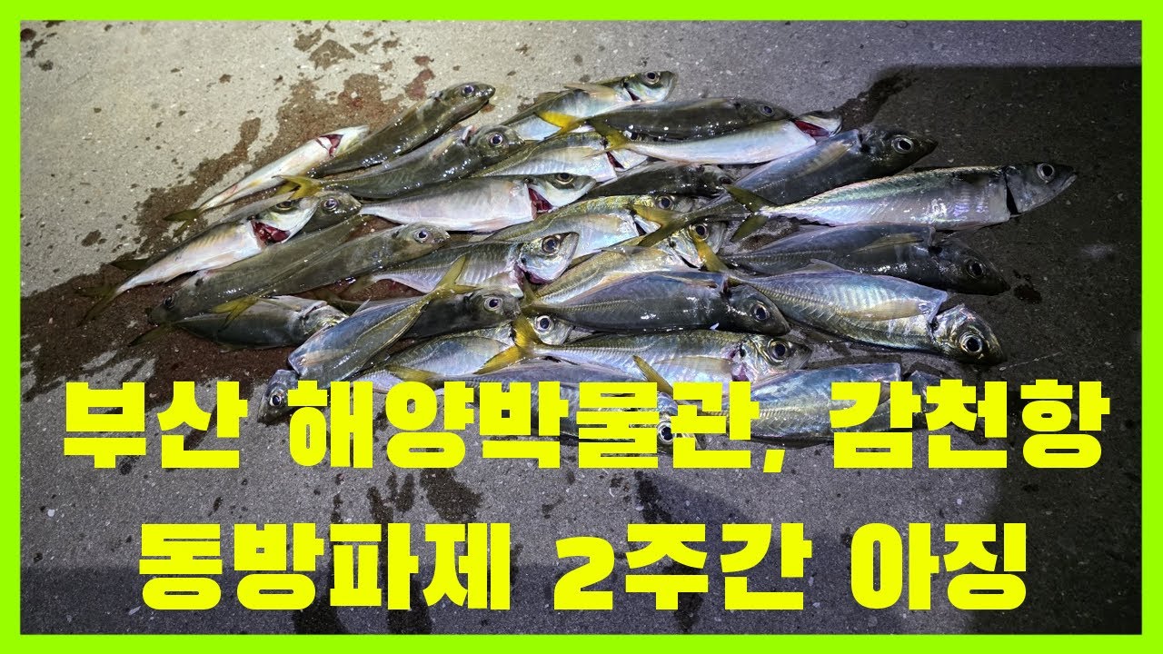 12월 전갱이루어 부산해양박물관과 감천항 동방파제