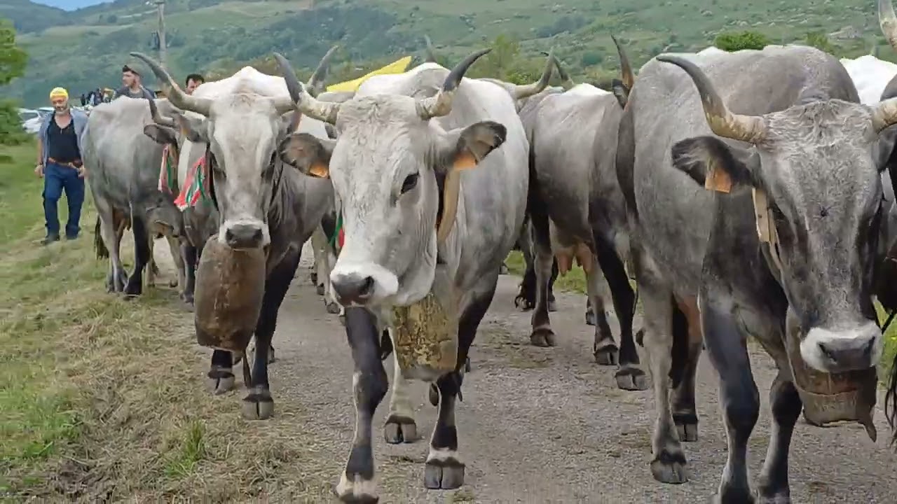 Transumanza. Arrivo in alpeggio ai monti Li Foj