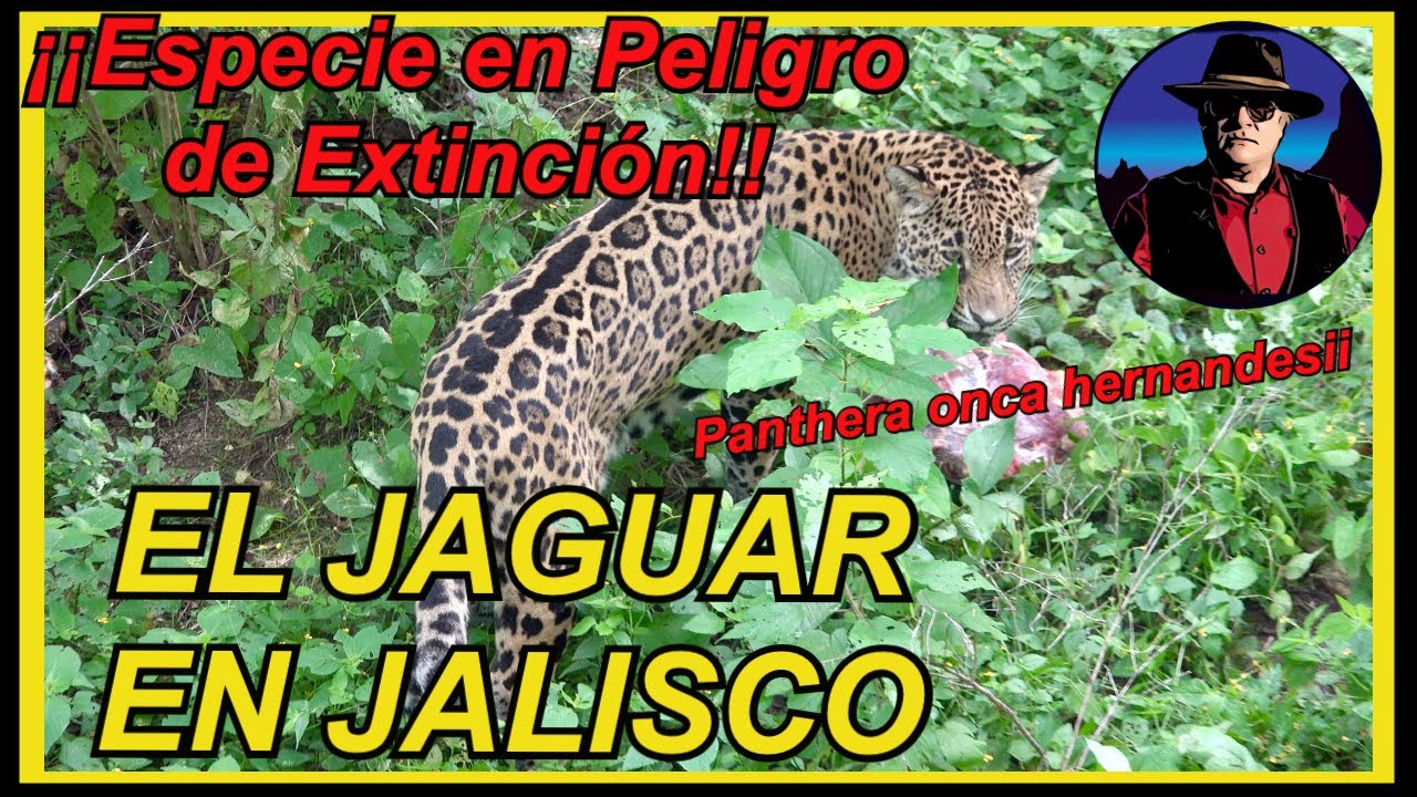 EL JAGUAR EN JALISCO