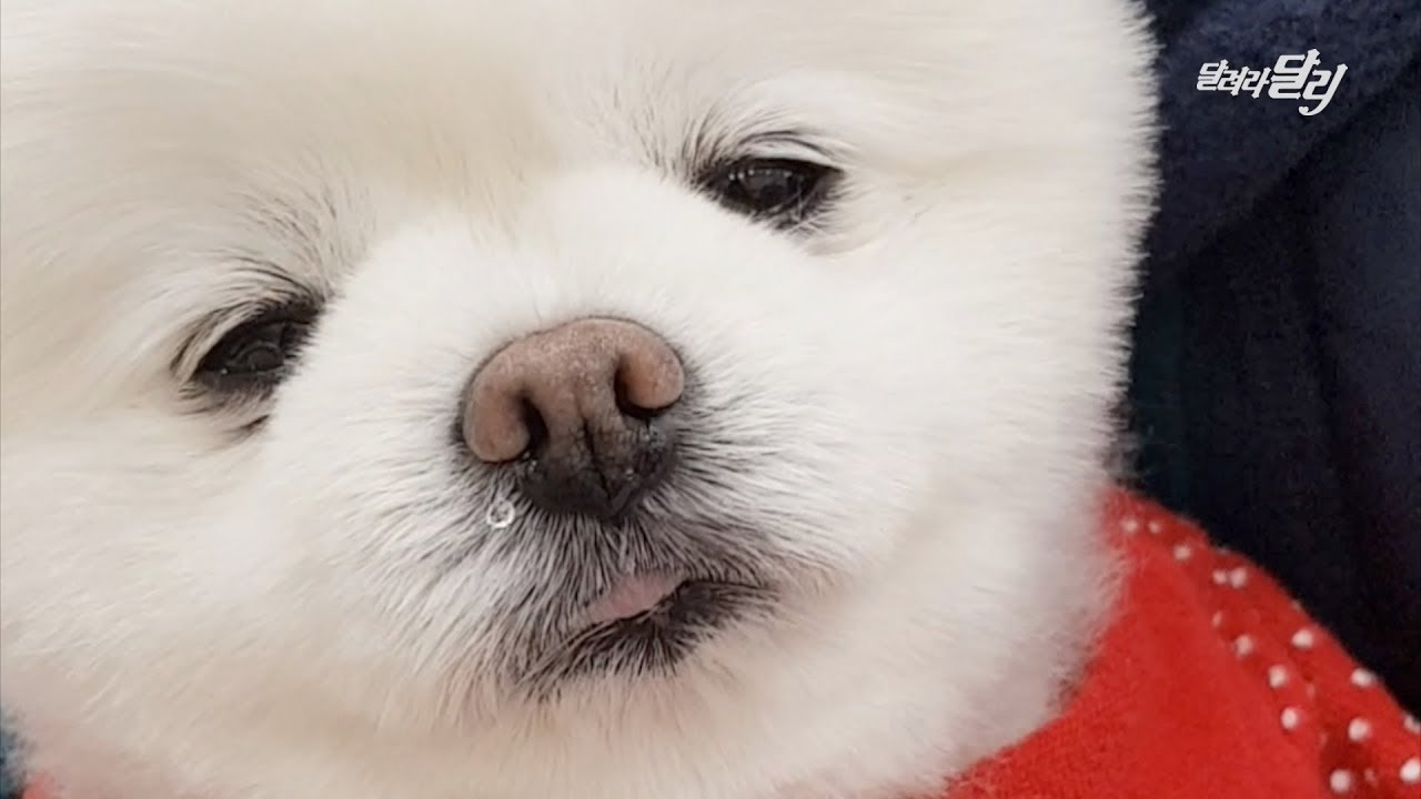 빠져든다.. 잠에 빠져든다.. zzZ 달리에게 빠져든다...♡