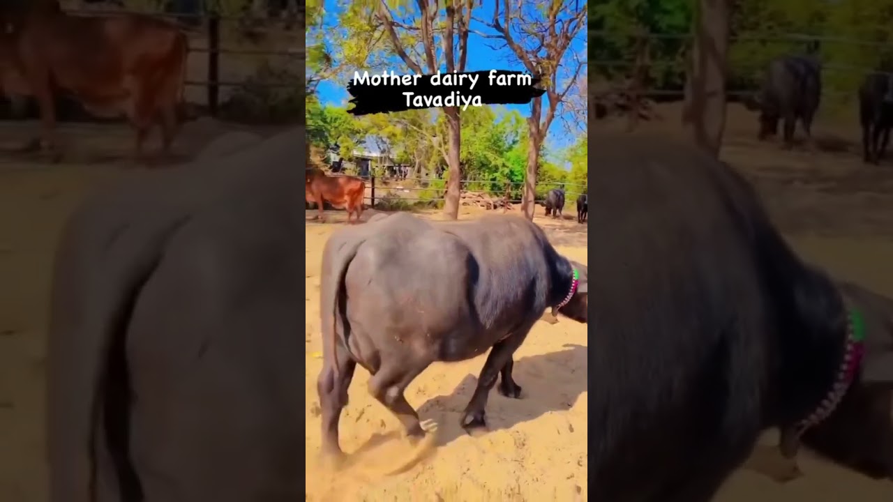 Mother dairy farm tavadiya mahesana #farm #banni #buffalo #viral #motherdairyfarm