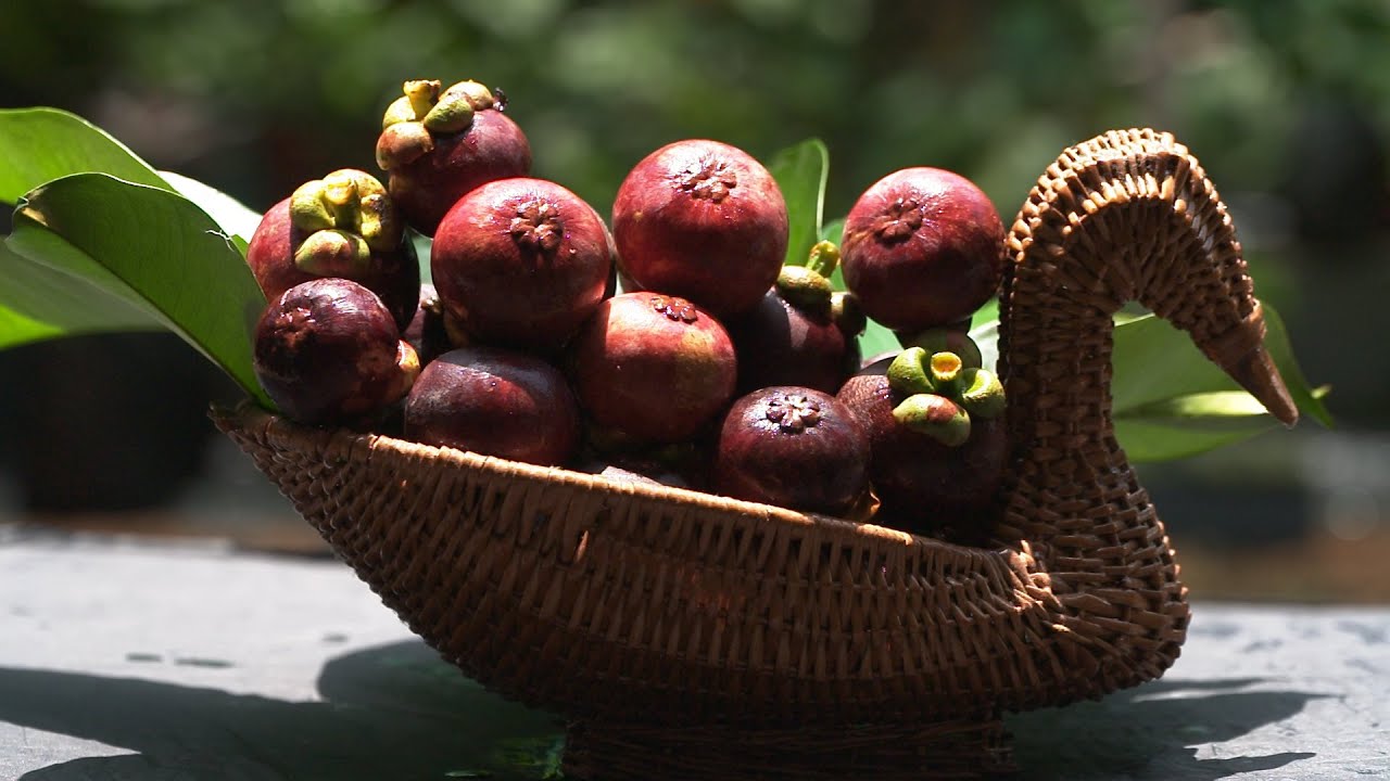 Kissan Krishideepam Episode - 1063 - Empress of Fruits - Konniy's Queen