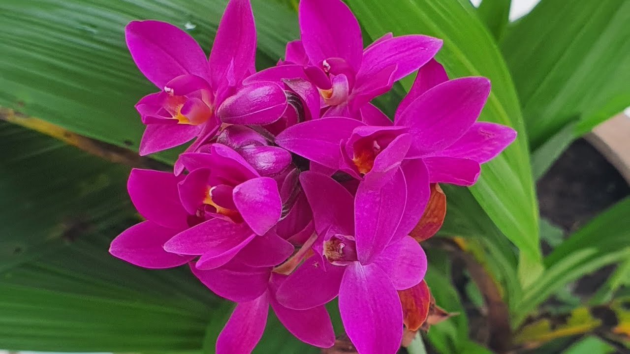 8 PLANTAS ORNAMENTAIS LINDAS DE FLORES ROXAS, AZUIS E LILASES
