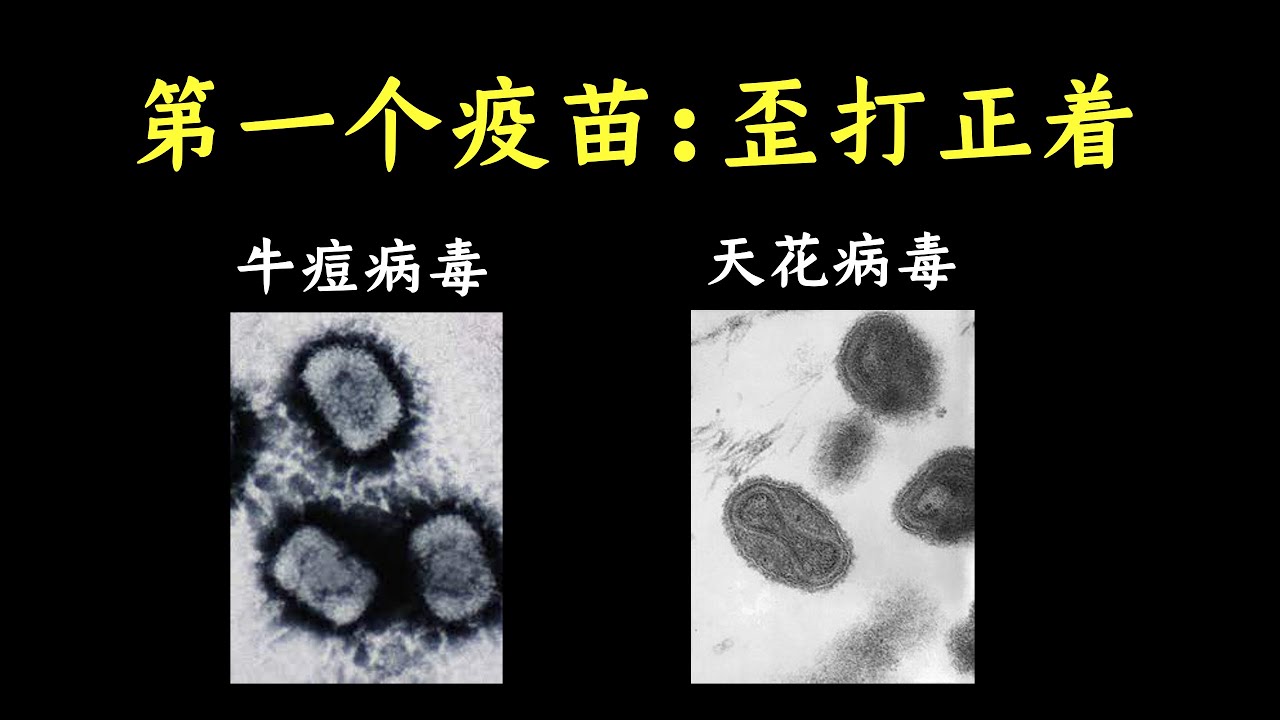 人类第一个疫苗：接种牛痘预防天花。歪打正着的典型例子
