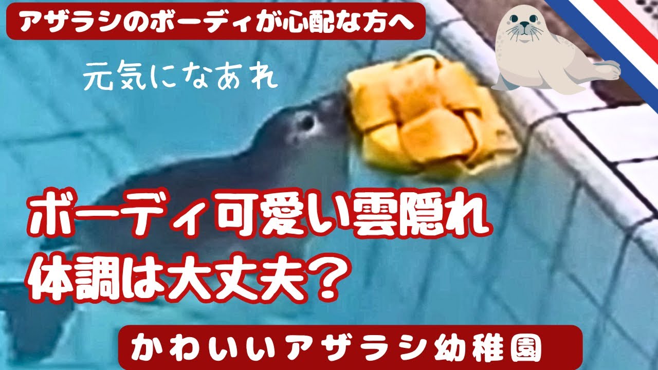 [アザラシ幼稚園] ボーディの可愛い雲隠れと、食べ方の歴史🐟