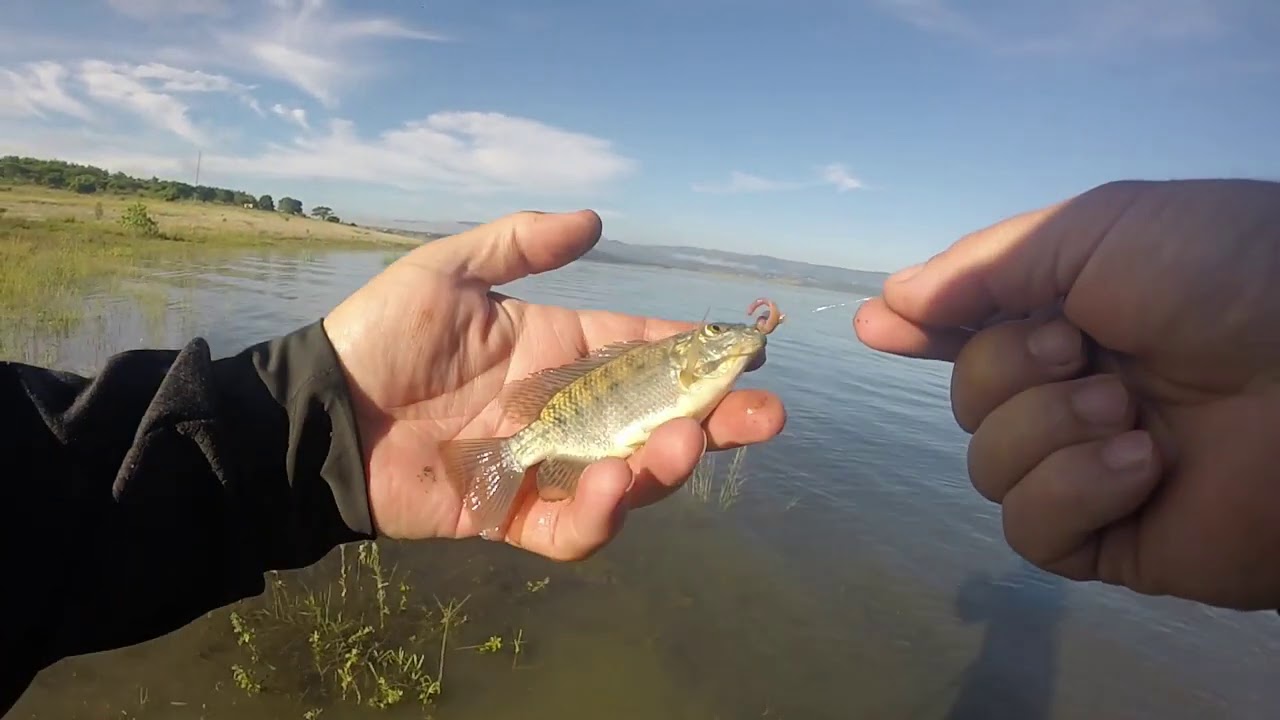 Fun Fishing for Bass and Tilapia at Albert Falls Dam - Pietermaritzburg