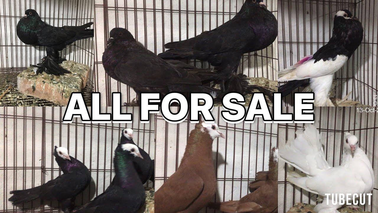 ALL FOR SALE KALLER SAYDEN CHOHA KHALSA SHAH G PEGION 03485987772 03079512892