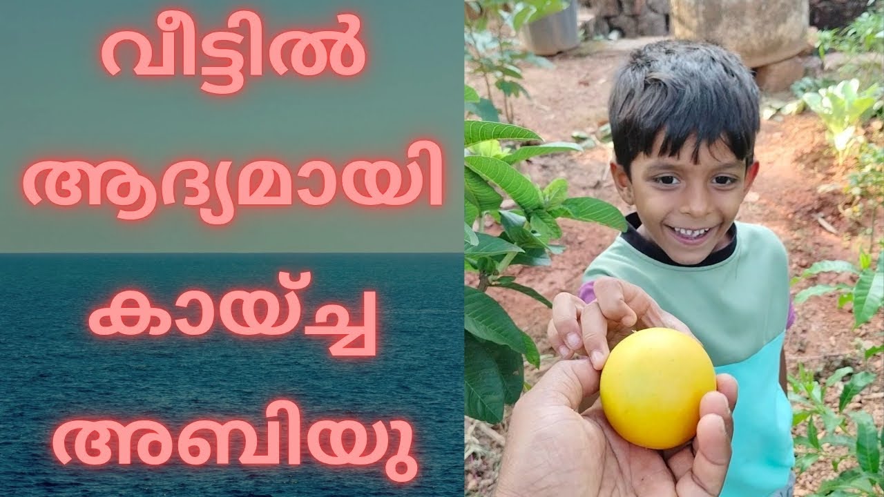 🍊വീട്ടിൽ ആദ്യമായി കായ്ച്ച അബിയു🍊 പഴത്തിൻ്റെ🍊 Review കാണാം 