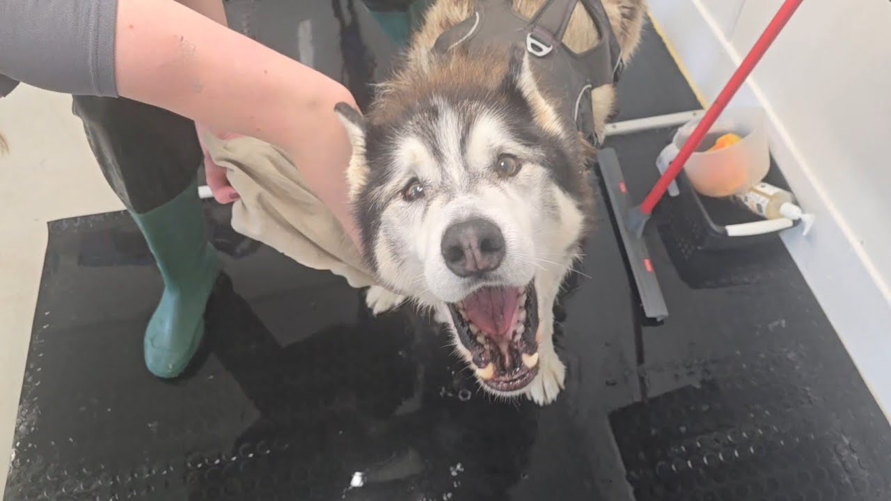 Husky Tries To Howl Again After Losing His voice