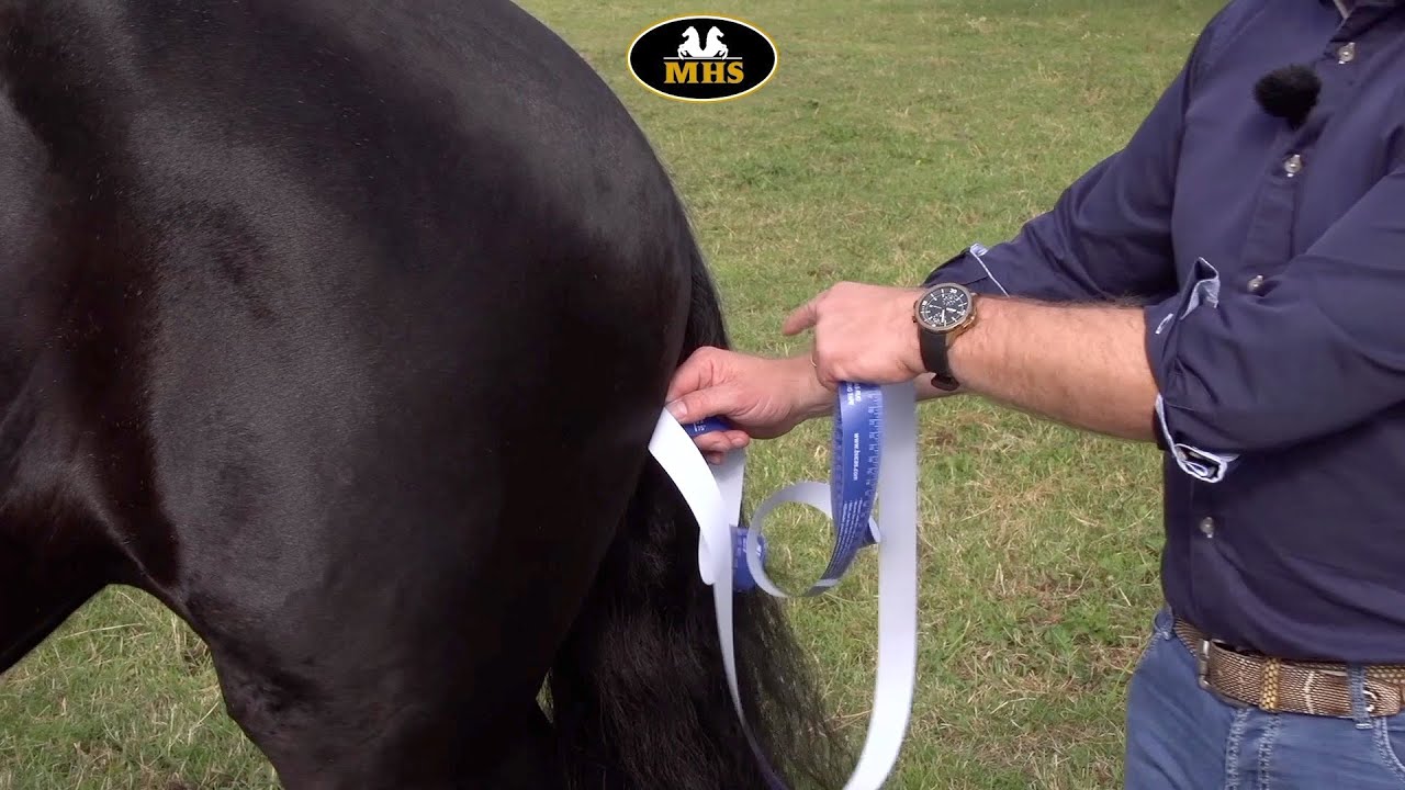 Comment mesurer votre cheval pour un couverture?