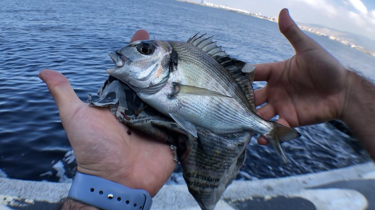 MANKEN GİBİ &Ccedil;İPURA - İZMİR LRF AVI - FLOROKARBON MİSİNA NEDİR ? | すばらしい鯛 - コナック LRF ハント - フロロカーボン?