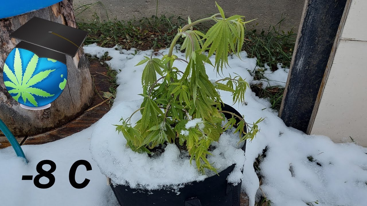 Can Cannabis Plants Survive A Cold Night? FROST Test + Journal Update