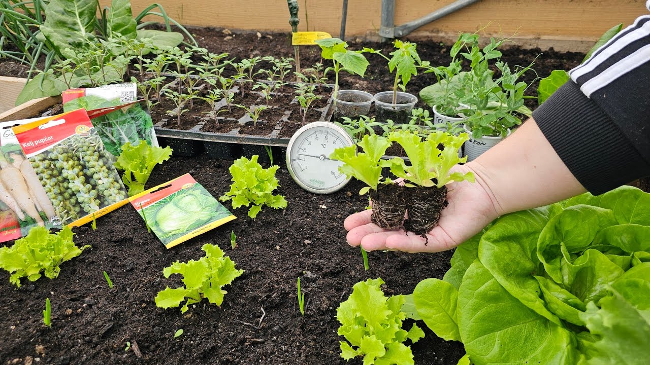 Что сеют и сажают в марте? Пришло время выращивать эти растения!