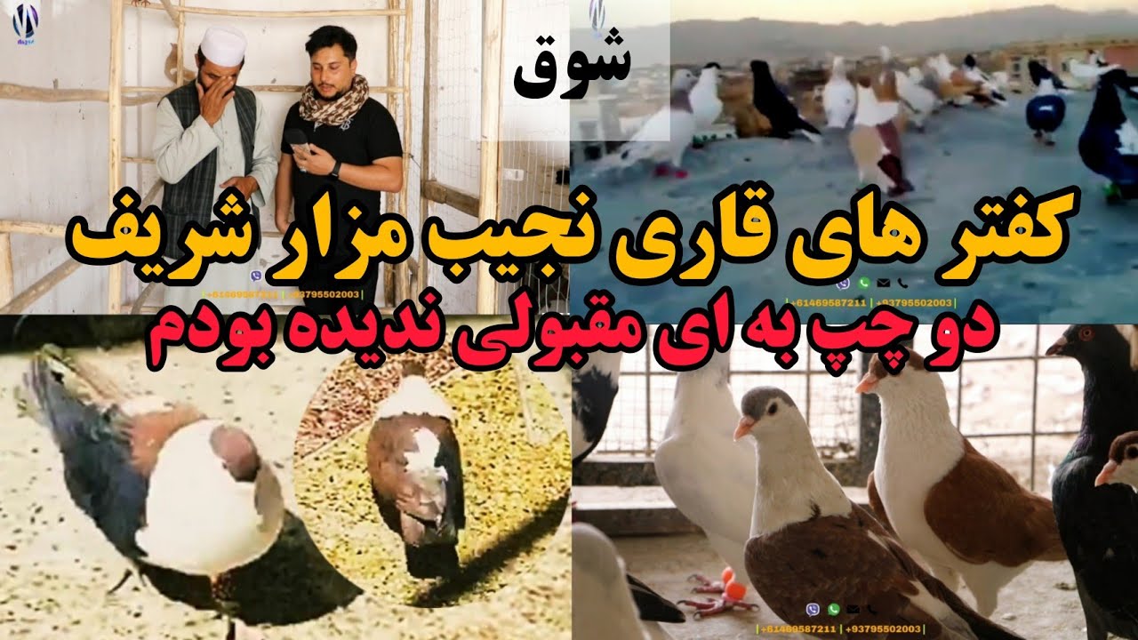 شوق | کفتر های مزار شریف و دوچپ که خیلی زیبا است -Two left pigeons