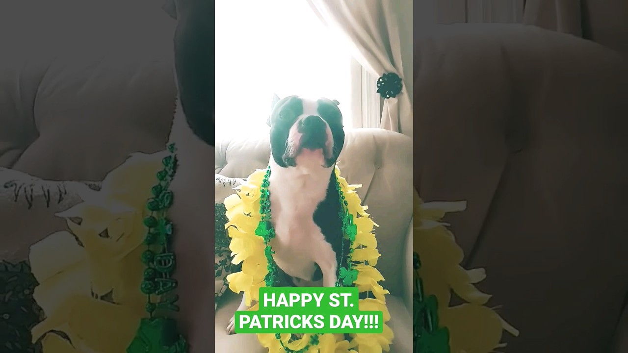 St. Patty's Day!!!☘️☘️☘️                         #dogs #funny #loki_boston #cutedogs #youtubeshorts