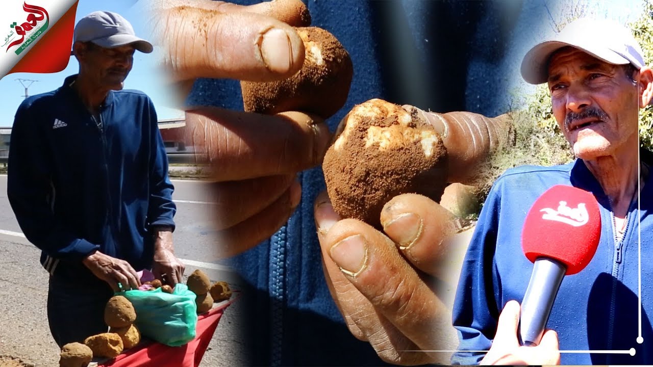 الترفاس ..فطر أغلى من سعر برميل النفط  له فوائد صحية مهمة ويباع على جنبات الطرق بالمغرب