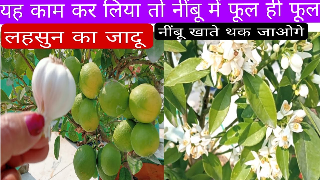 केवल एक बार लहसुन को नींबू के पौधे की जड़ में डाल दो जिस पौधे में कभी फूल नहीं वह फूलों से भर जाएगा