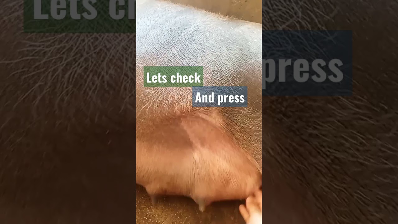 sign or senyales sa inahin malapit manganak#pigs #babuyan